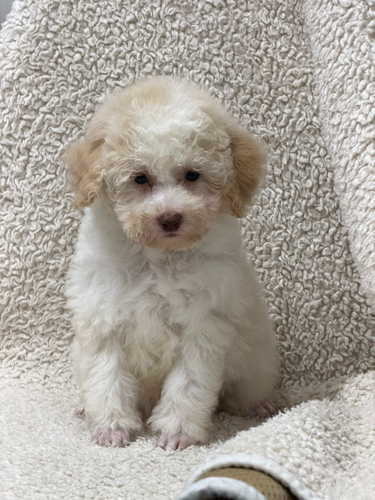 abrikoos/witte en bruin/witte harlekijn dwergpoedel pups, Poedel, CDV (hondenziekte), 8 tot 15 weken, Meerdere