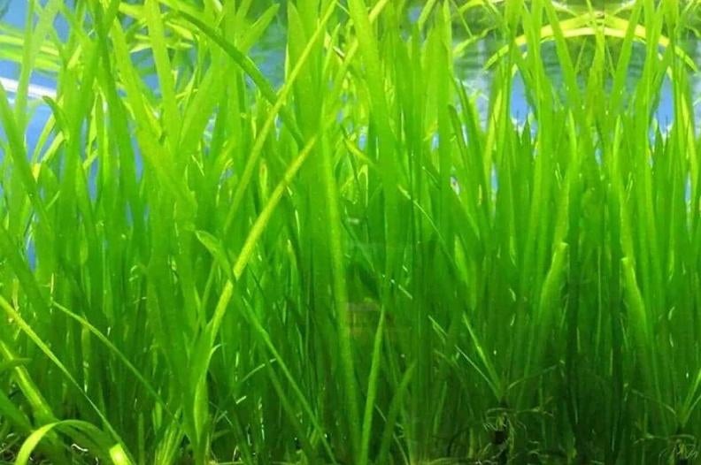 Aquariumplant - Vallisneria Spiralis, Ophalen of Verzenden, Nieuw, Plant(en), Steen of Hout