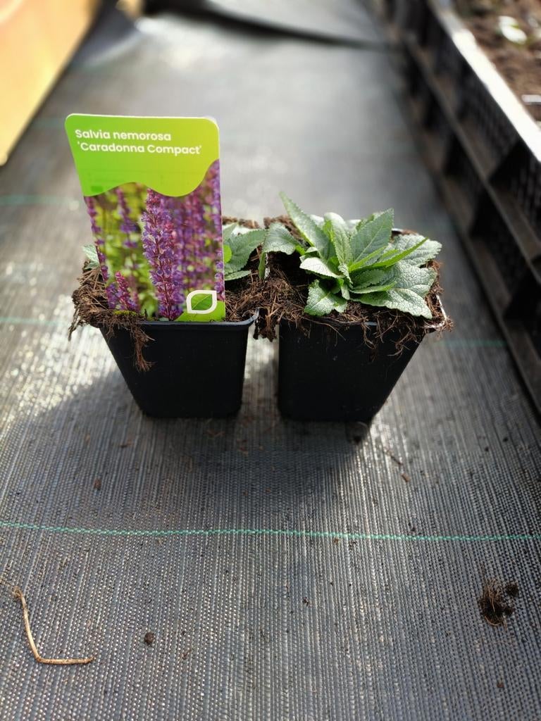 Salvia caradonna compact P9, Tuin en Terras, Ophalen, Vaste plant, Overige soorten, Volle zon