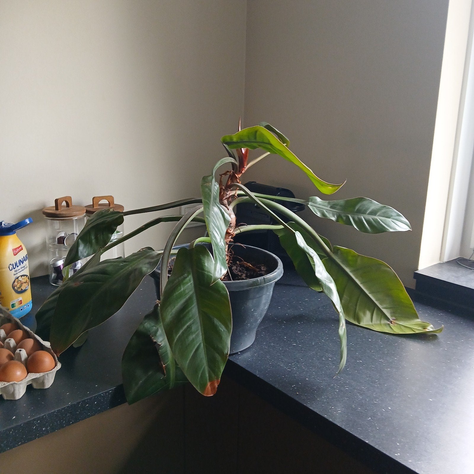 Grote Philodendron plant in pot - Kamerplant, Huis en Inrichting, Ophalen, In pot, Halfschaduw, Minder dan 100 cm