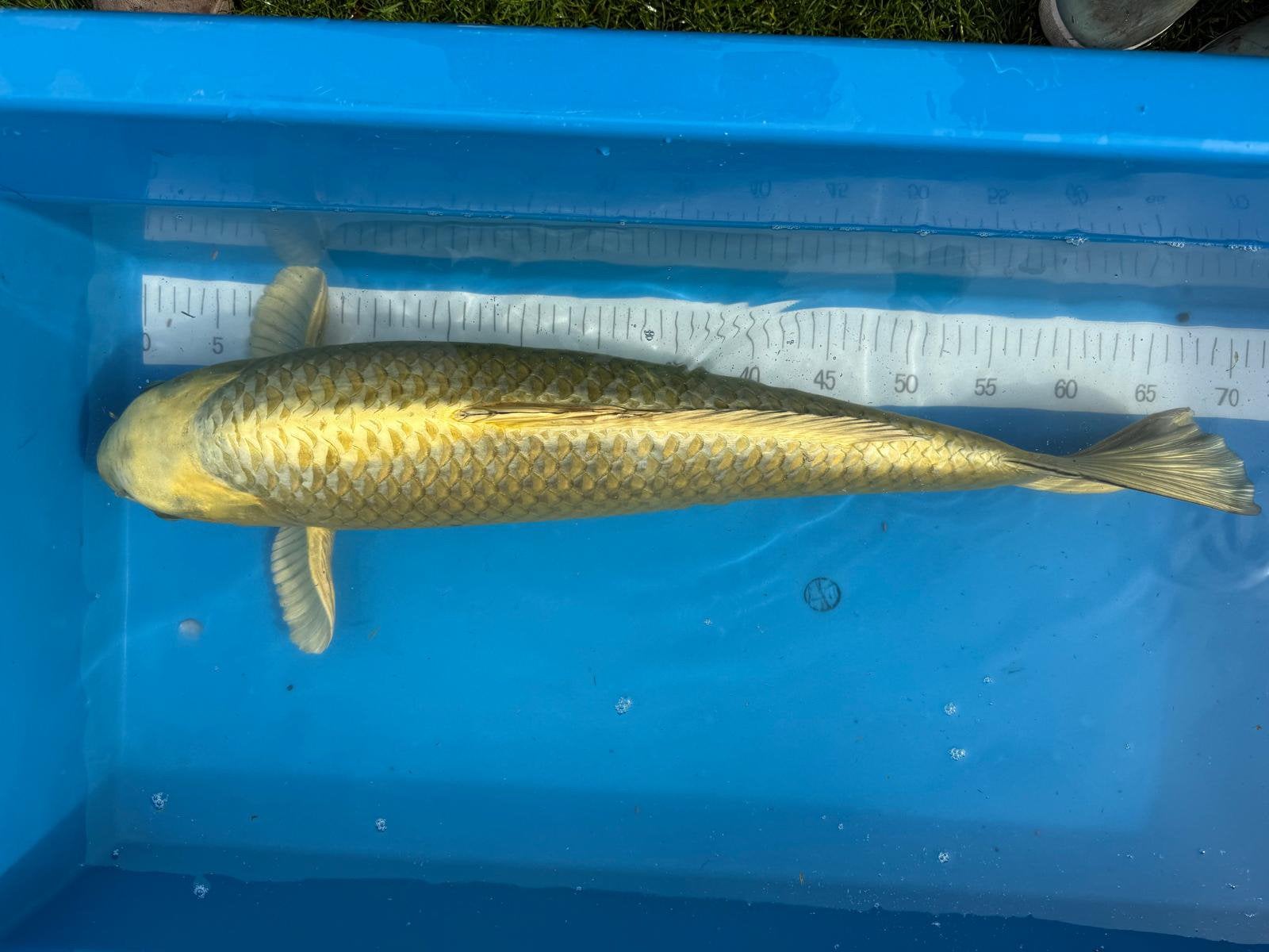 Prachtige Yama Buki ogon, Karper of Koi