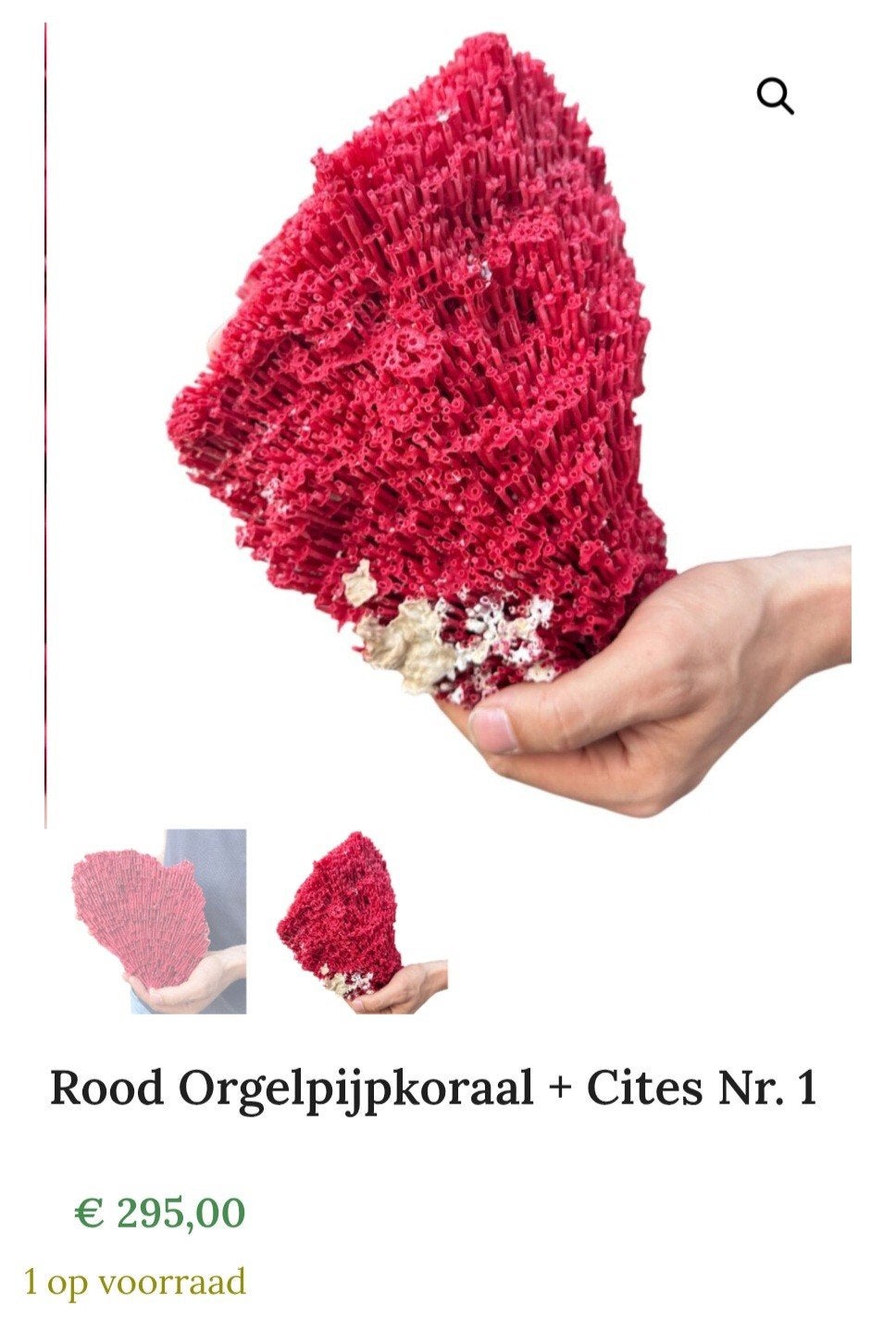 Rood orgelpijpkoraal met cites, opgezette, Verzamelen, Ophalen of Verzenden