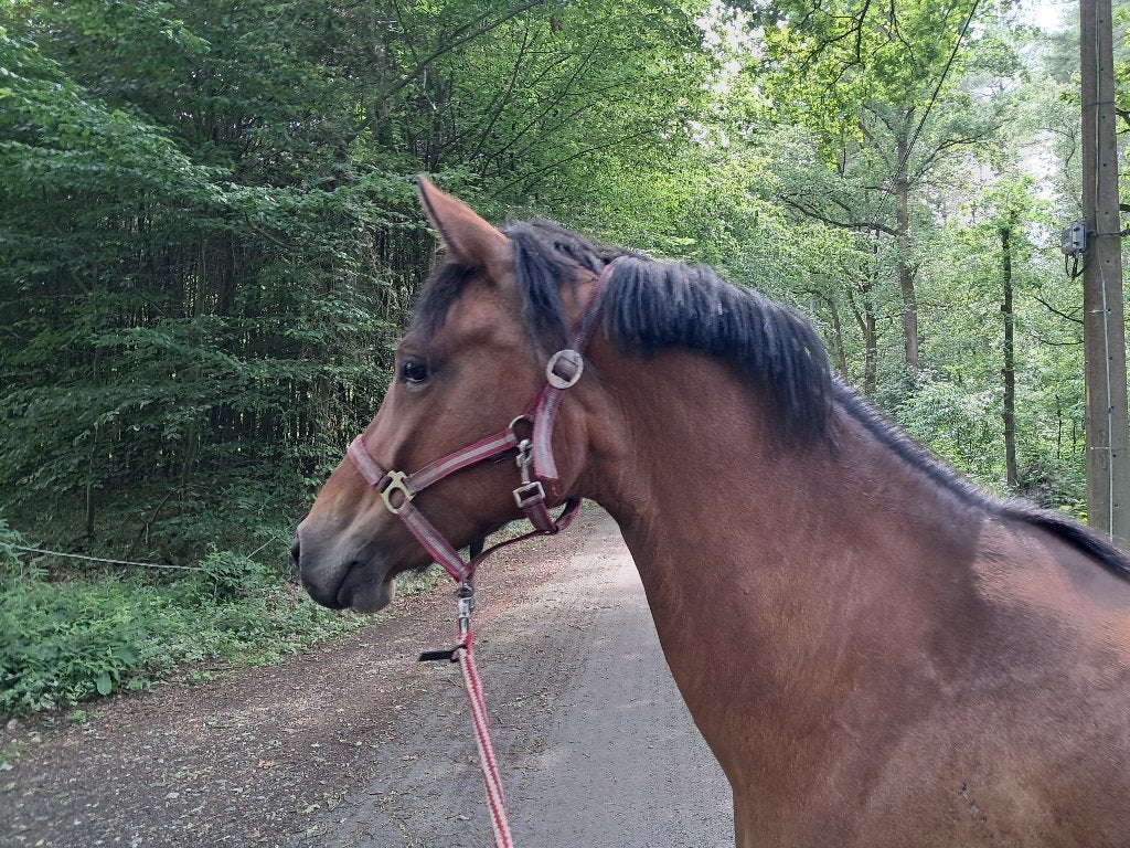 Leuke sportieve E pony, Dieren en Toebehoren, Dressuurpony, 3 tot 6 jaar, L, Merrie