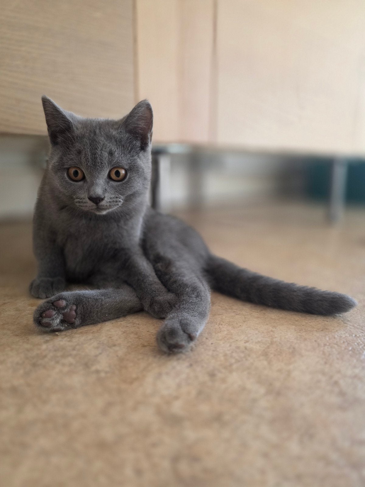 Britse korthaar, Dieren en Toebehoren, Katten en Kittens | Raskatten | Korthaar, Poes, Ontwormd, 0 tot 2 jaar