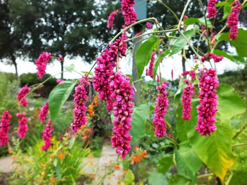 Bloem zaadjes Persicaria orientalis, Tuin en Terras, Bloembollen en Zaden, Ophalen of Verzenden, Voorjaar, Volle zon, Zaad