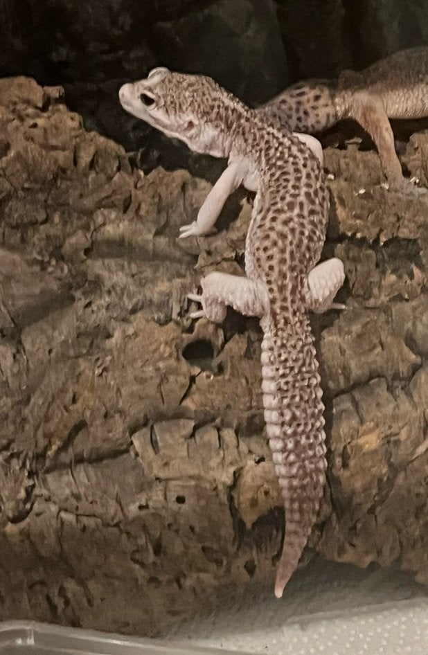Prachtige luipaard gekko white snow te koop