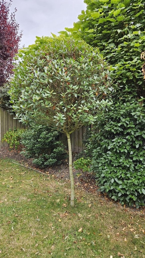 Glansmispel (Photinia Red Robin) op stam, Lente, 100 tot 250 cm, Ophalen, Volle zon