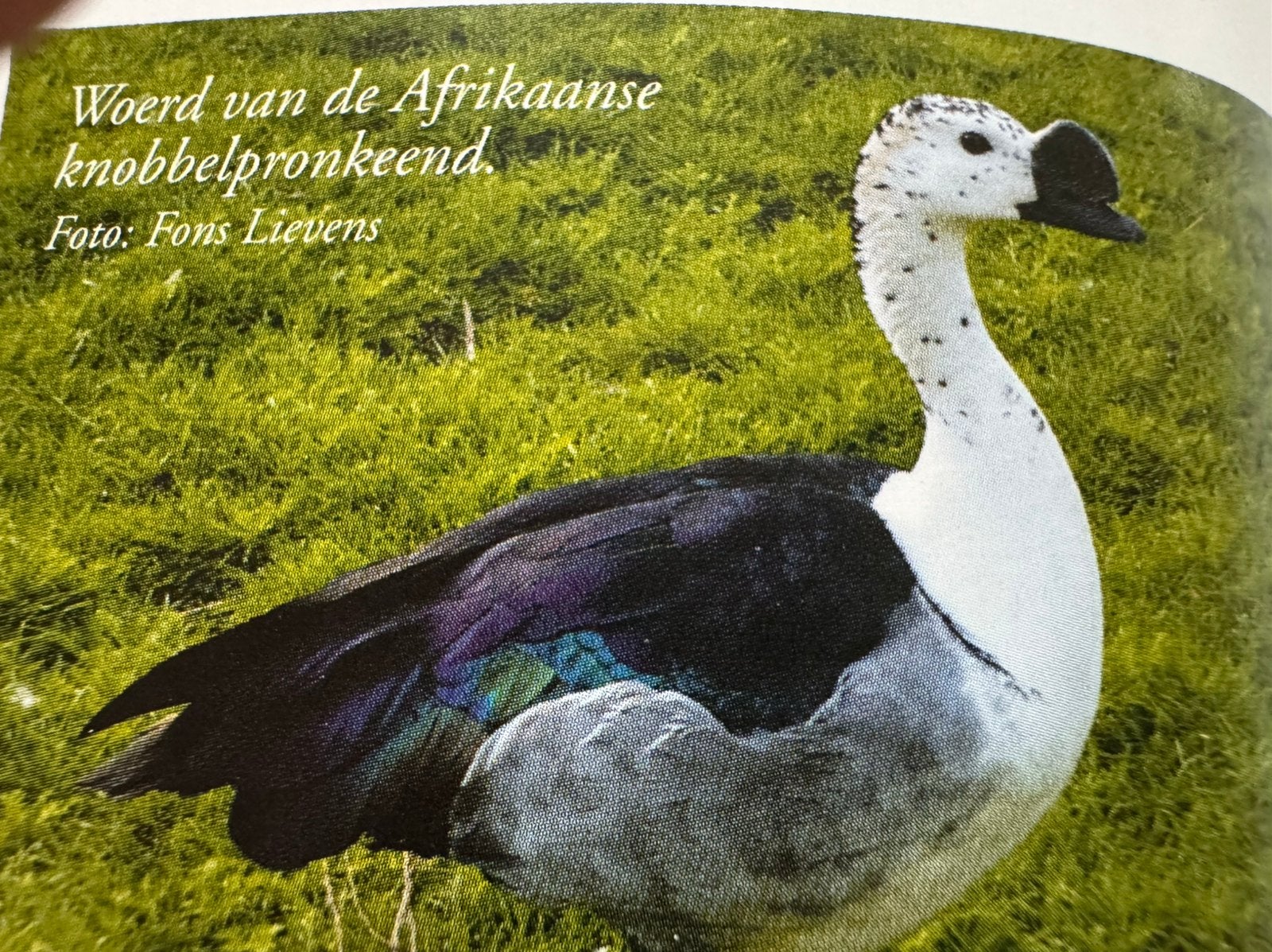 Knobbelpronk, Mannelijk, Gans of Zwaan