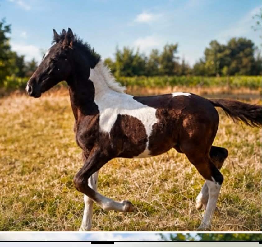 barock merrie veulen, Merrie, Met stamboom, Dressuurpaard, 0 tot 2 jaar