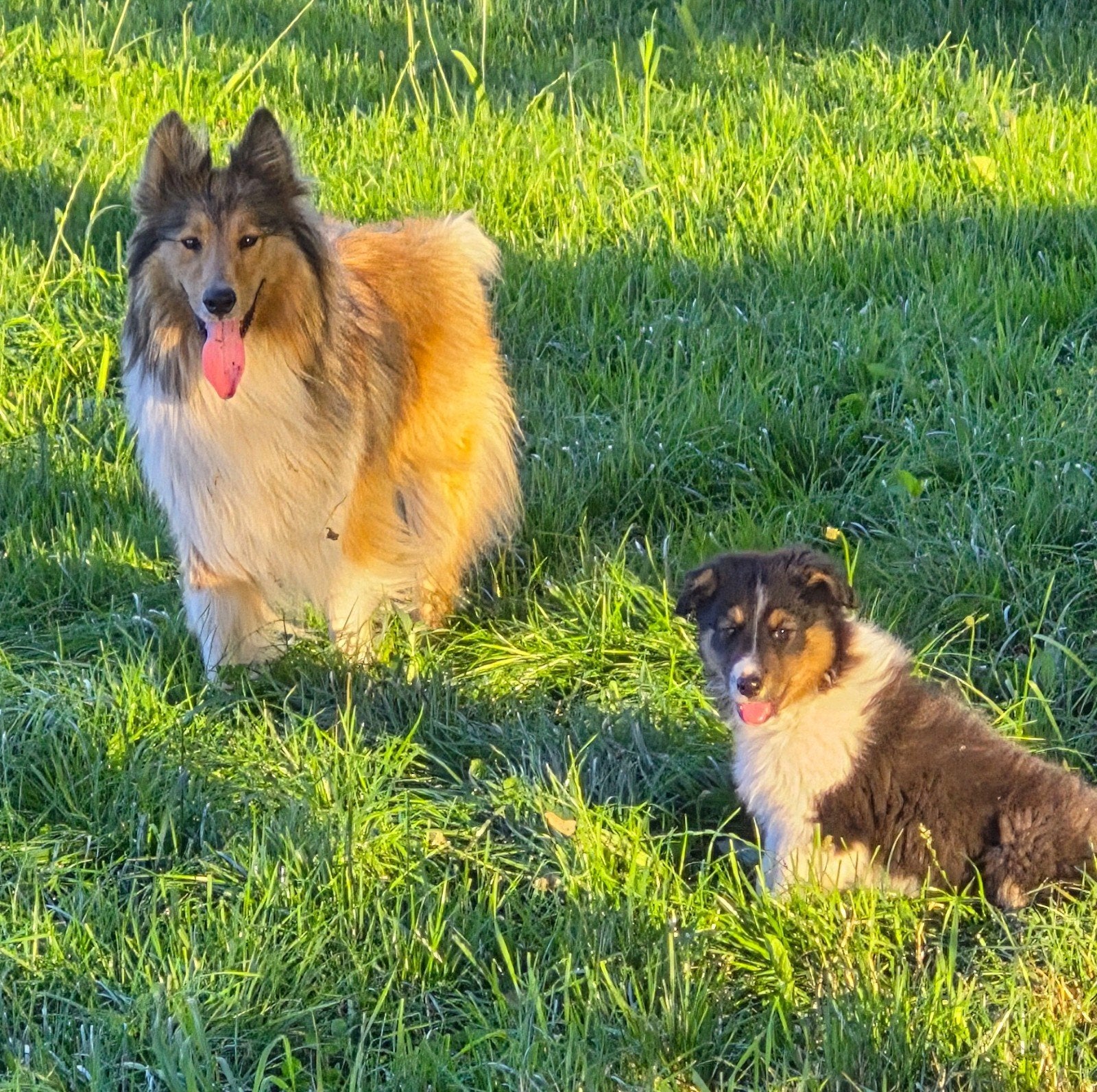 Mooie schotsecollie x austrailianshepert teef 9 weken, Dieren en Toebehoren, Honden | Niet-rashonden, 8 tot 15 weken, Teef, Eén hond