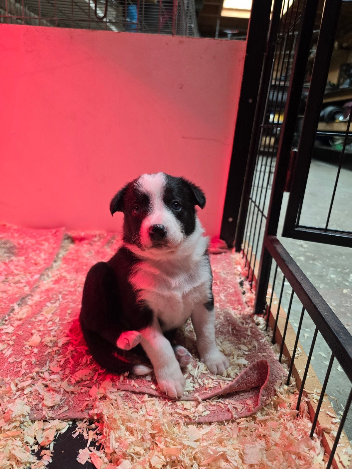 Super leuke bordercollie pups met stamboom, Sheepdog, 8 tot 15 weken, Meerdere, Meerdere dieren