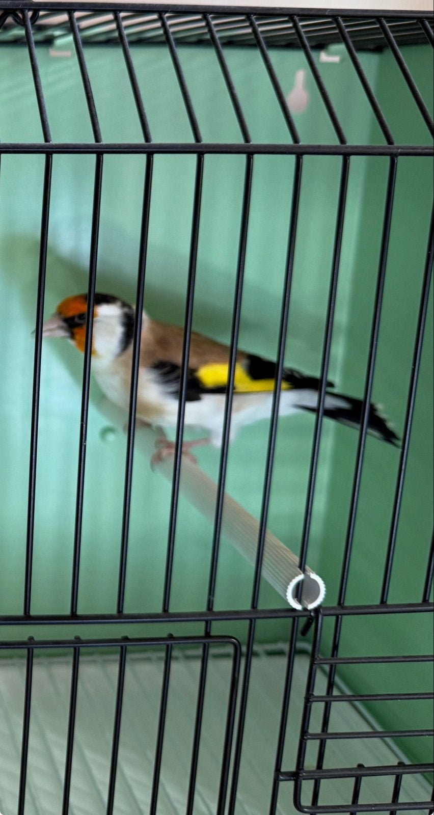 Majoor putter man wildkleur 2026, Mannelijk, Wildzangvogel, Geringd