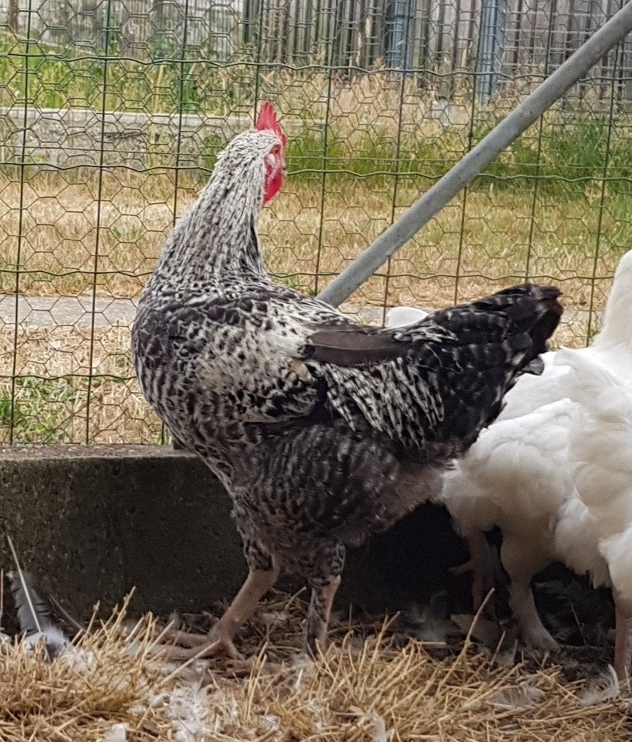 Mechelse bresse haan en enkele hennen., Meerdere dieren, Kip