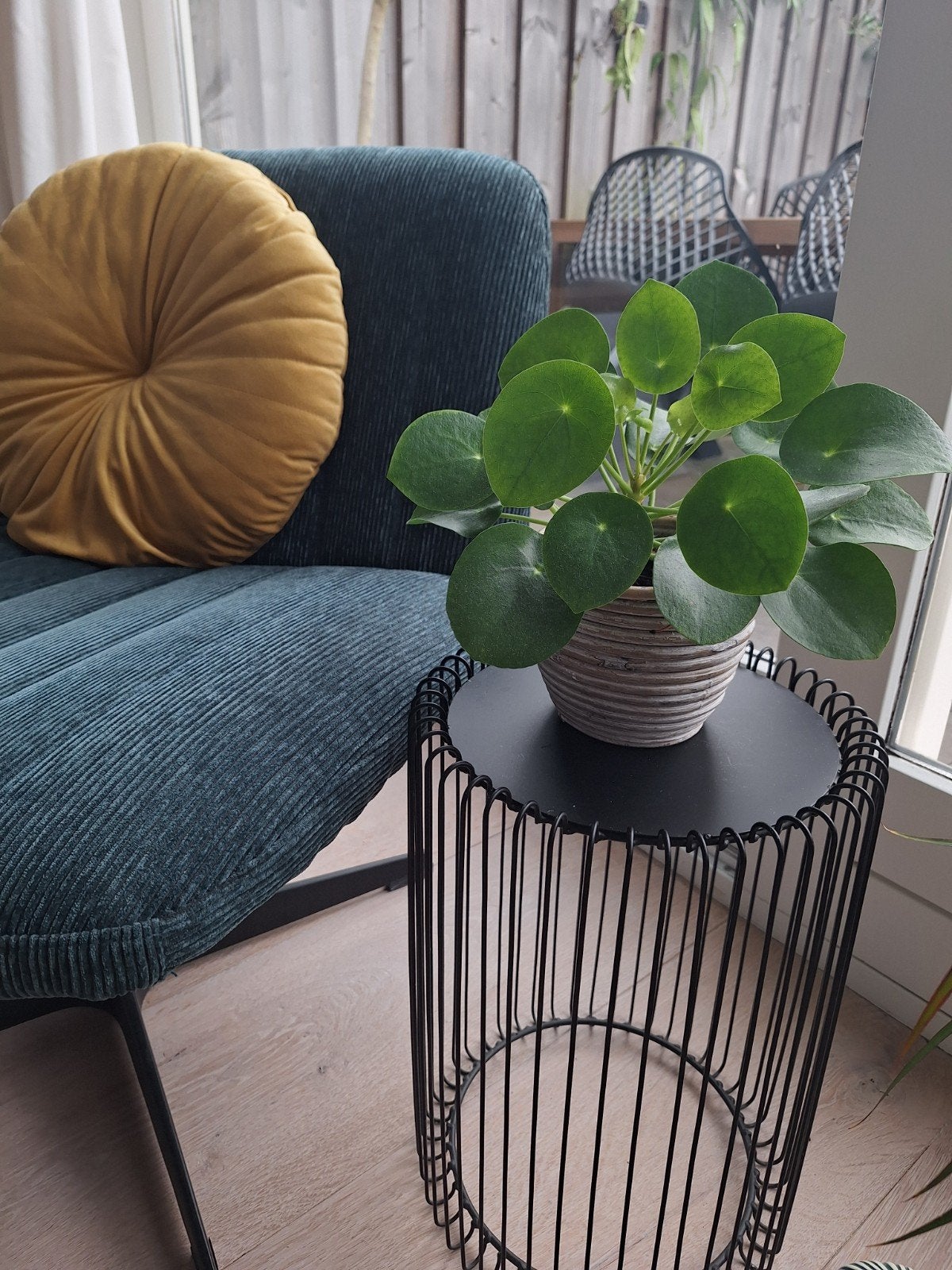 Pannenkoekenplant (Pilea peperomioides) in pot, Ophalen, In pot, Minder dan 100 cm
