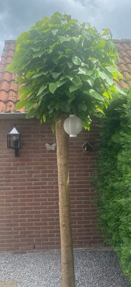 Catalpa, Trompetboom met dikke stam, in zeer goede staat, 250 tot 400 cm, Zomer, Ophalen, Volle zon
