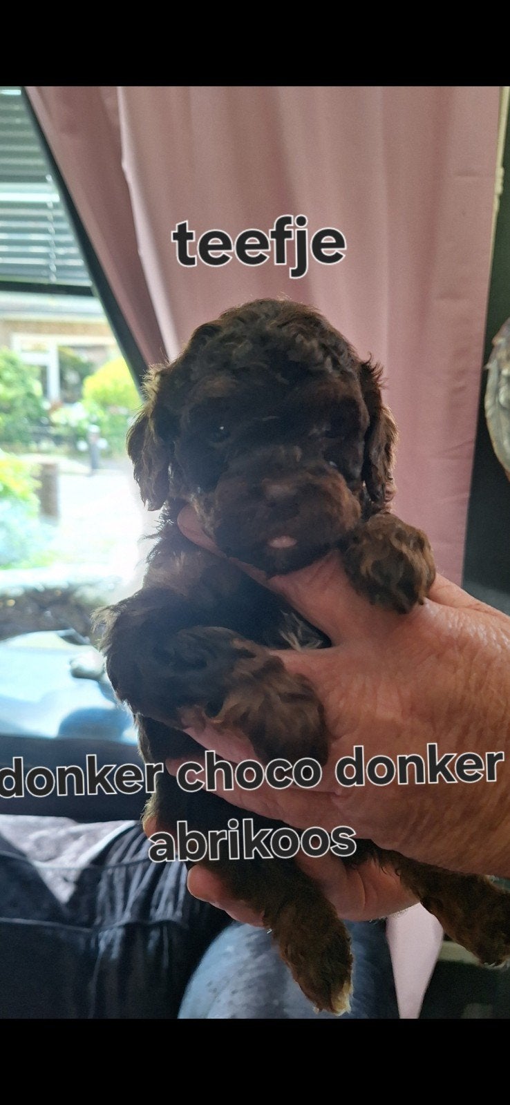 Mini labradoodle, Dieren en Toebehoren, Honden | Dekreuen, 8 tot 15 weken, Parvo, Meerdere, Meerdere dieren