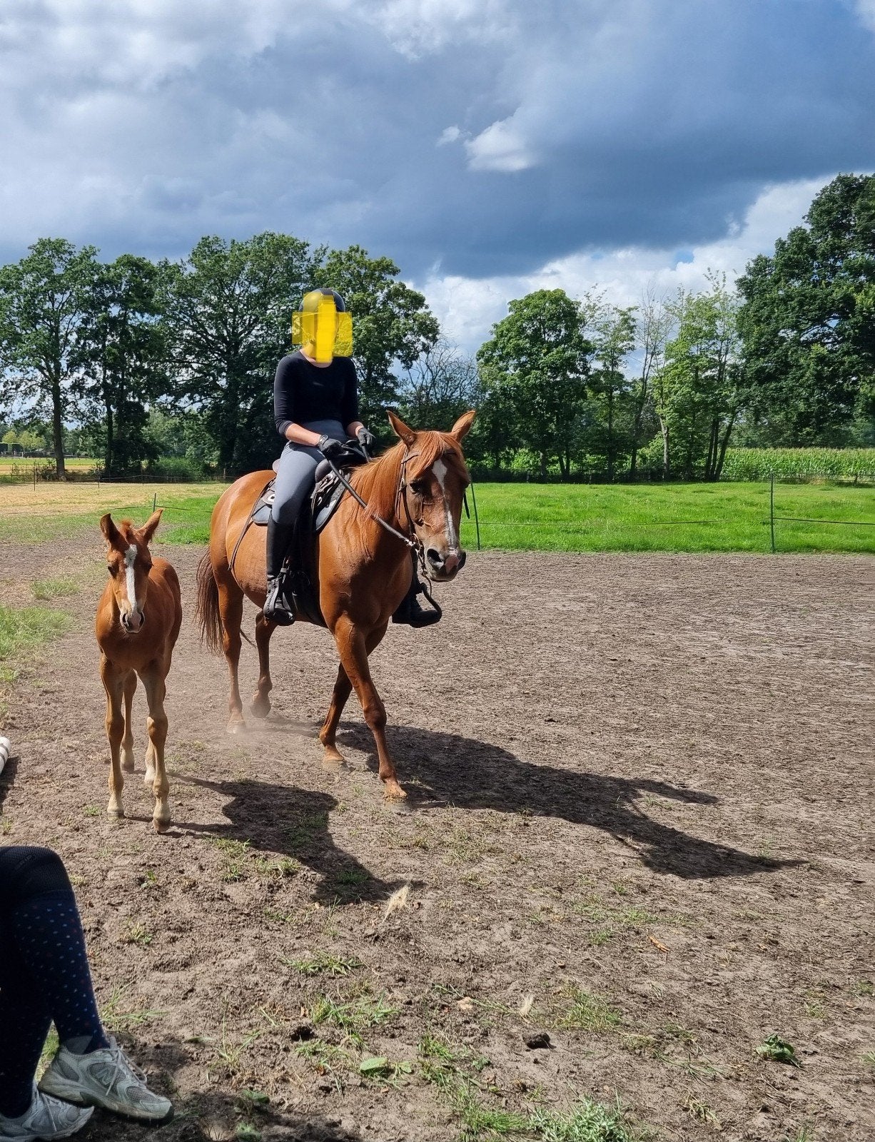 Quarter Horse merrie en veulen, Dieren en Toebehoren, Merrie, Minder dan 160 cm, Gechipt, 7 tot 10 jaar
