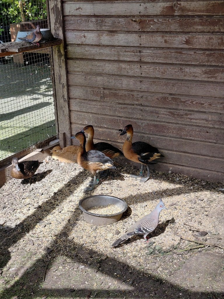 Gele boomeenden, Meerdere dieren, Eend