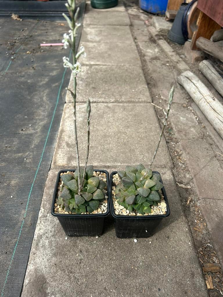 Vetplant - Haworthia pygmaea (hybrid), Huis en Inrichting, Kamerplanten, Ophalen of Verzenden, Halfschaduw, Minder dan 100 cm
