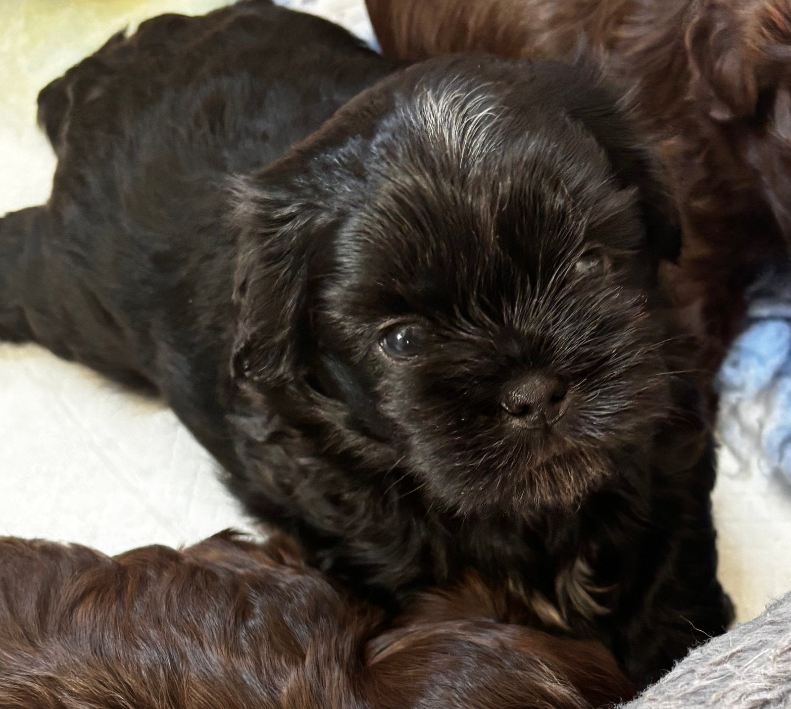 Shih tzu pup (reutje) zwart met wat wit, Dieren en Toebehoren, Parvo, 8 tot 15 weken, Meerdere, Nederland