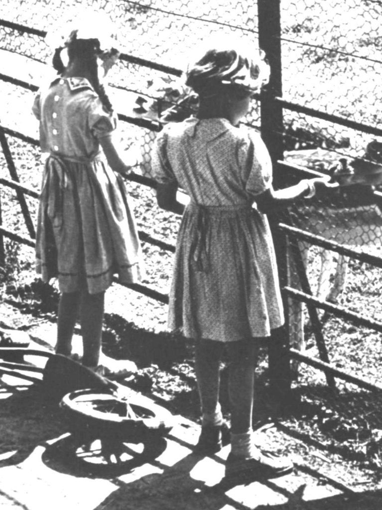 940826 Zeist 1960 Hertenkamp dierenpark   Onbeschreven, Ophalen of Verzenden, 1960 tot 1980, Ongelopen, Utrecht