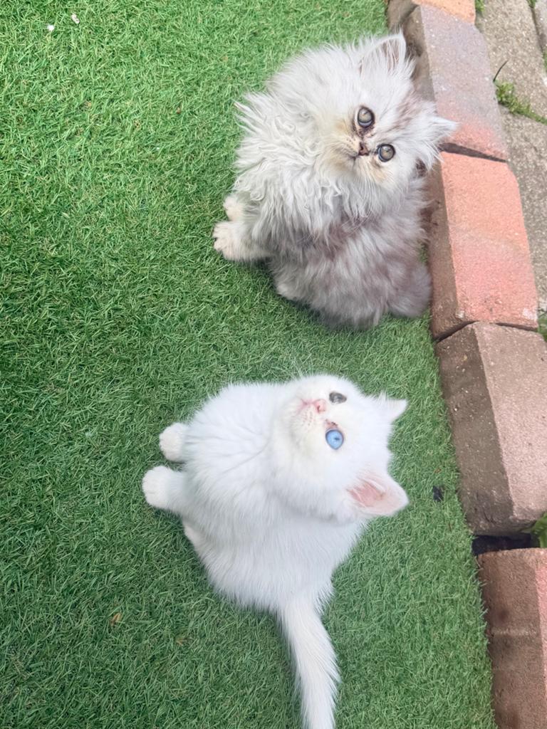 Schattige kittens zoeken een liefdevol thuis, Meerdere dieren