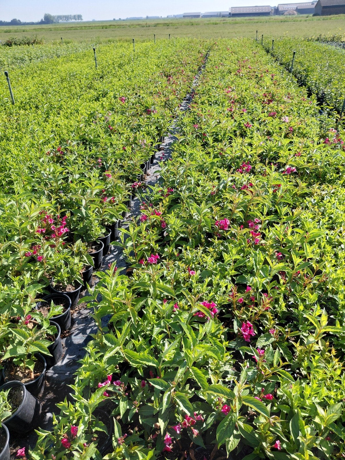 weigelia, Volle zon, Tweejarig, Zomer, Ophalen
