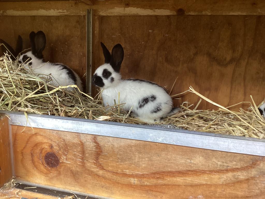 Raszuivere lotharinger konijntjes, April, Meerdere dieren, Overige typen, Tam