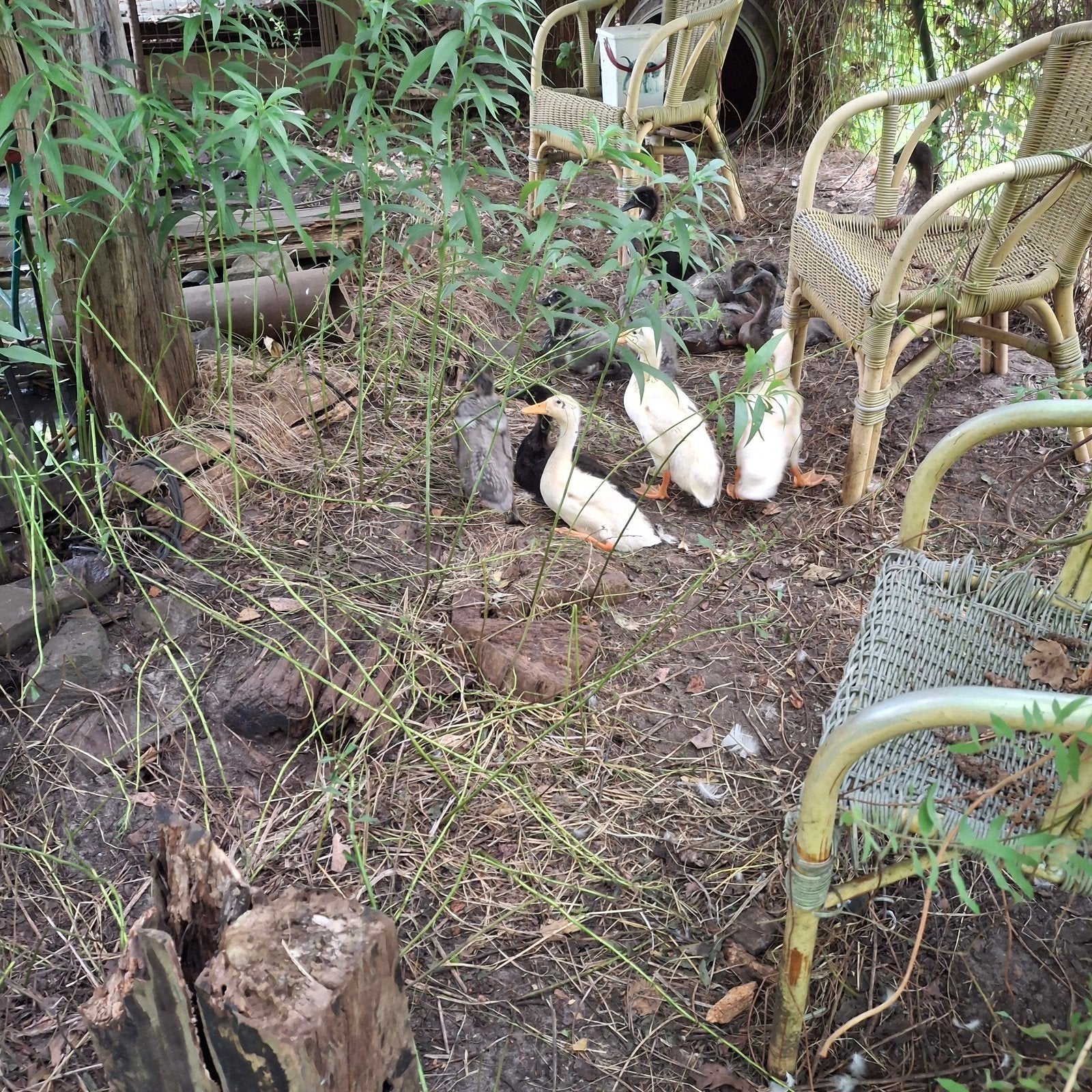 Indische loopeendjes, Dieren en Toebehoren, Meerdere dieren, Eend