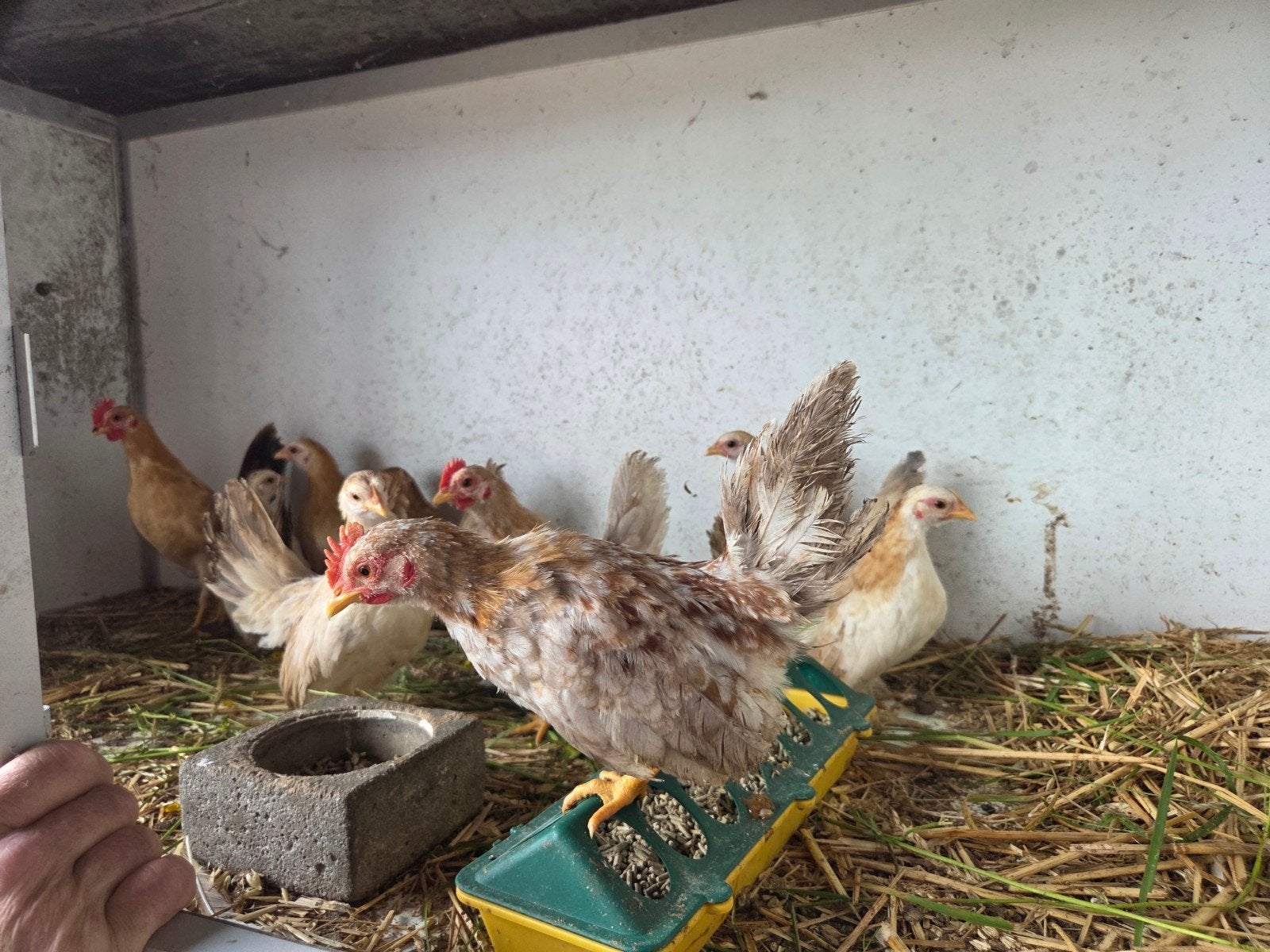 Jonge Serama's te koop, Dieren en Toebehoren, Meerdere dieren