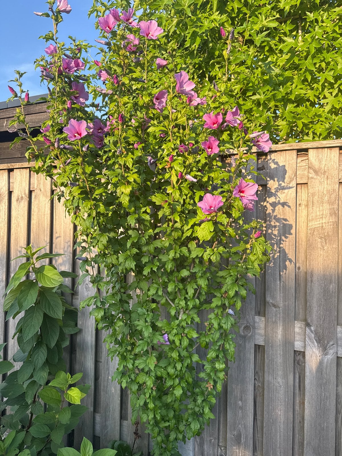 Hibiscus Syriacus 'Woodbridge' - Prachtige Tuinplant, Volle zon, Vaste plant, Zomer, Ophalen