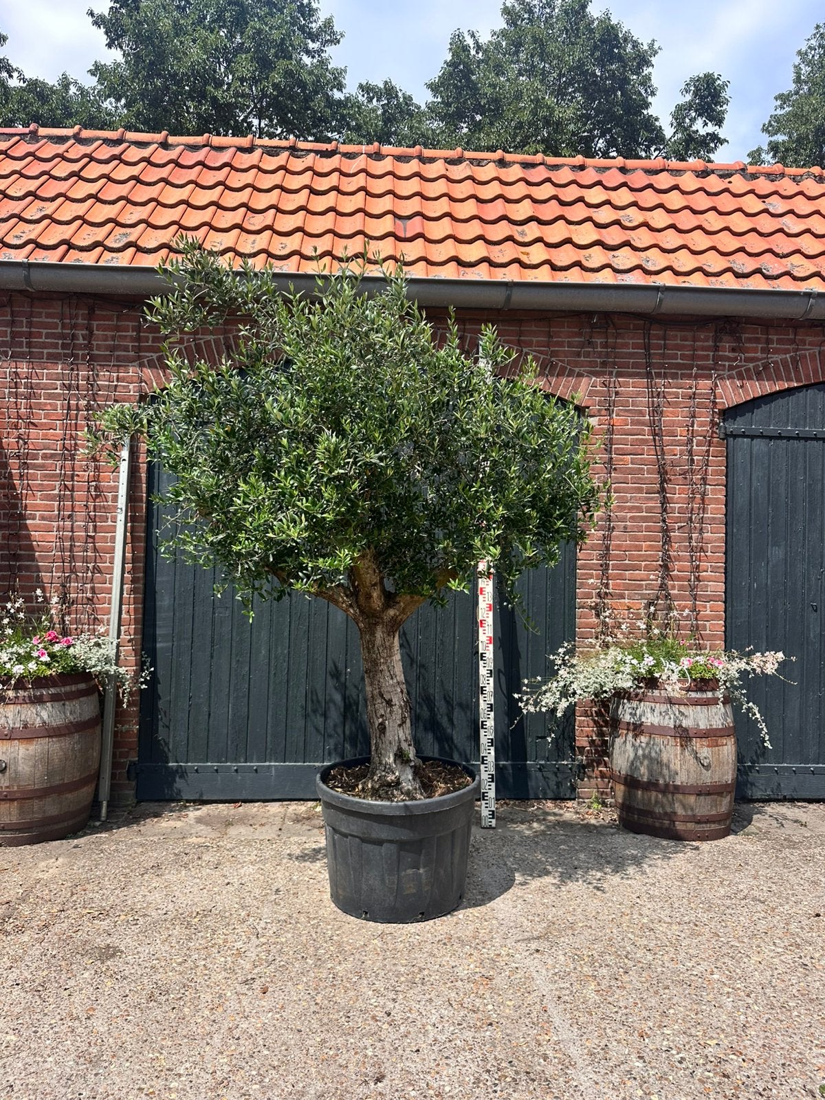 (Advertentie 3) olijfboom, 100 tot 250 cm, Olijfboom, Zomer, Ophalen