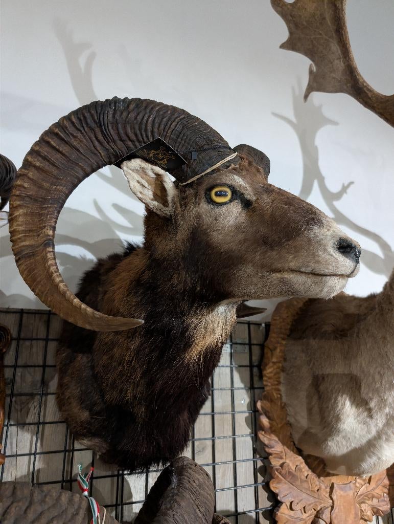 opgezet moeflon winkel borst preparaat hert taxidermie, Verzamelen, Dierenverzamelingen, Ophalen, Hert, Opgezet dier