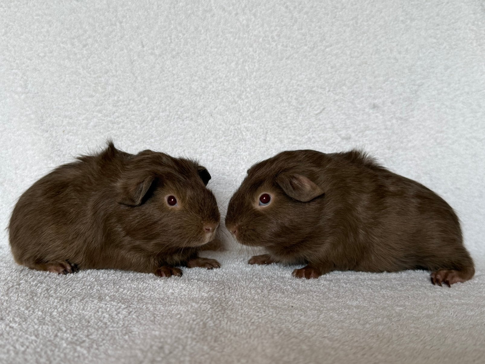 Twee lieve en mooi cavia broertjes, Mei, Mannelijk, Cavia