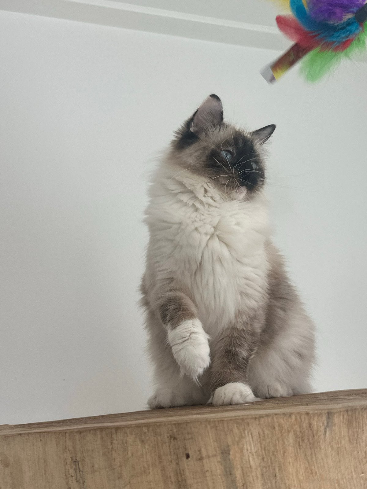 Mooie en lieve Ragdoll  poes met stamboom, Dieren en Toebehoren, Poes