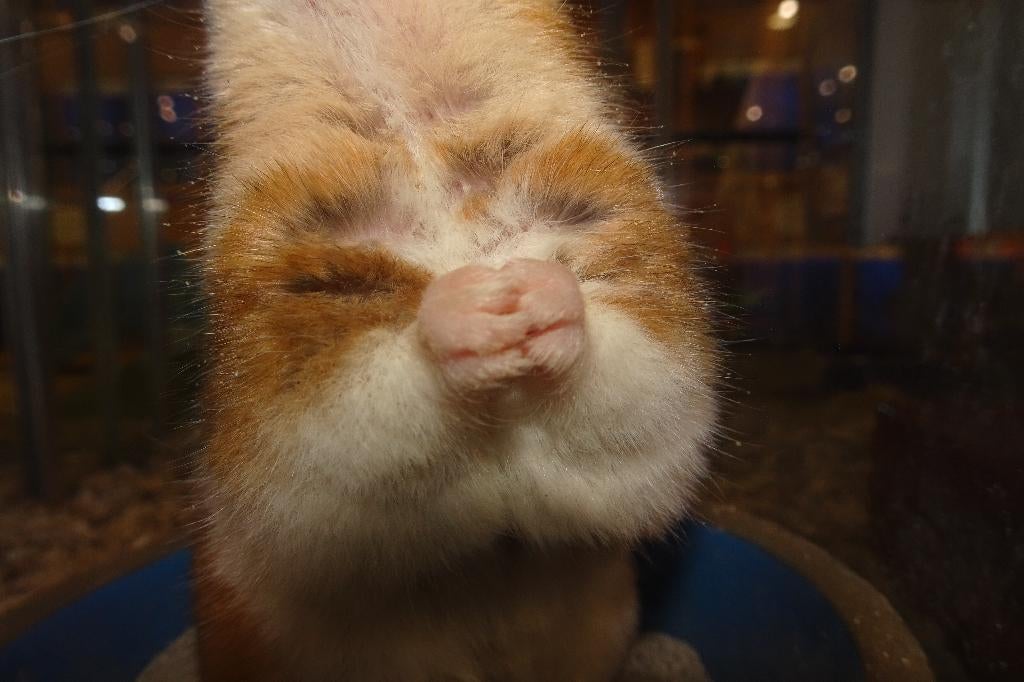Goudhamsters in Assen., Hamster, Januari, Meerdere dieren, Tam