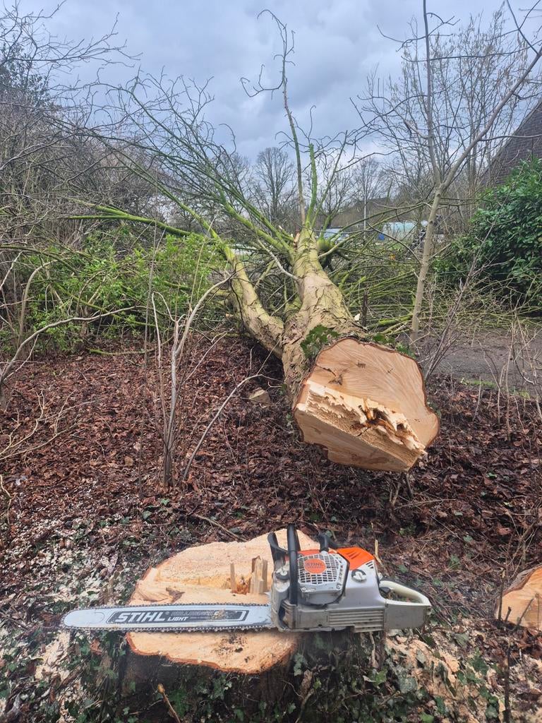 Boomverzorging, Stormschade, bomen kappen., Diensten en Vakmensen, Tuinmannen en Stratenmakers, Tuinonderhoud of Snoeiwerk