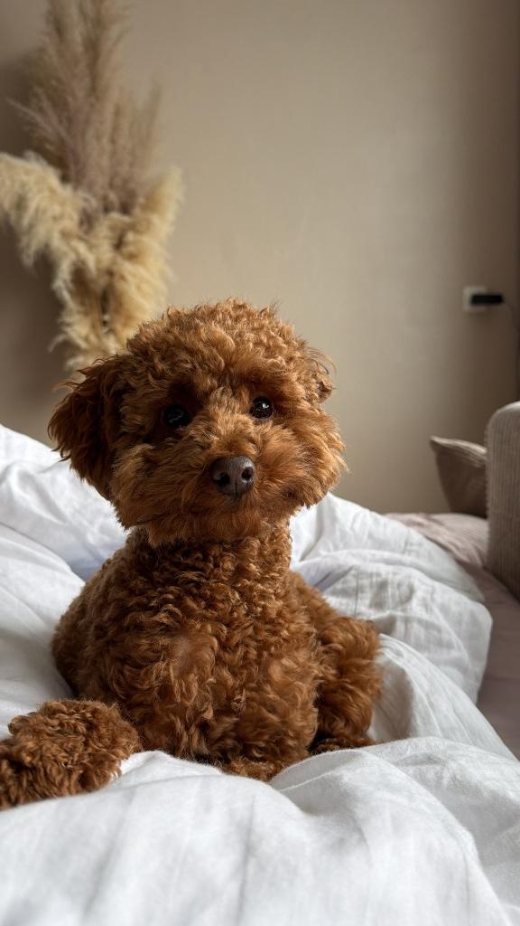 Dwergpoedel dekreu LIO, Reu, 1 tot 2 jaar, Eén hond, HCC (leverziekte)