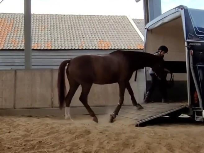 Gedragstraining, trailerladen, zadelmak, interne training, Gedragstraining