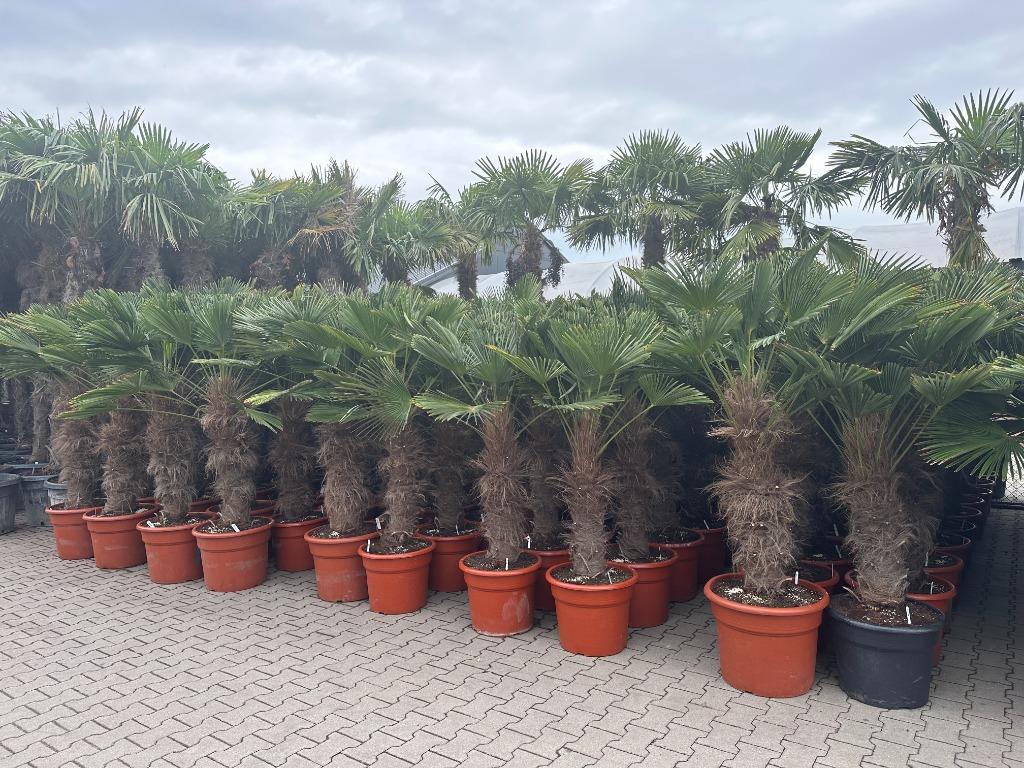 Trachycarpus wagnerianus met 100/120 cm stamhoogte te koop!!, Tuin en Terras, Planten | Bomen, In pot, Halfschaduw, Ophalen of Verzenden