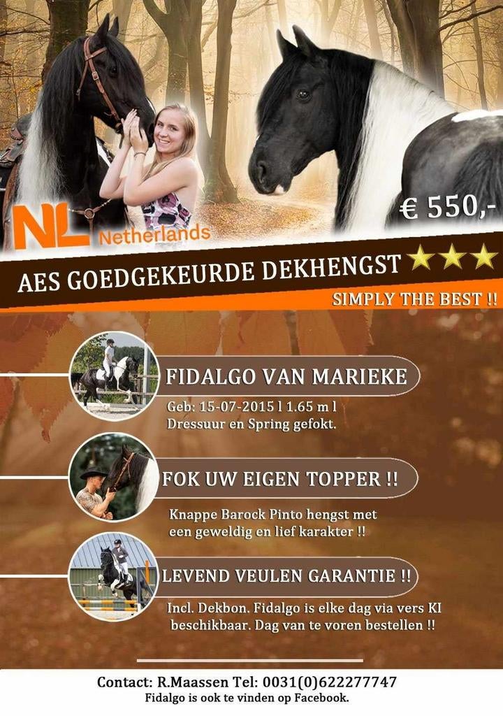 AES Goedgekeurde Barock Pinto hengst. Levend veulen garantie, Hengst