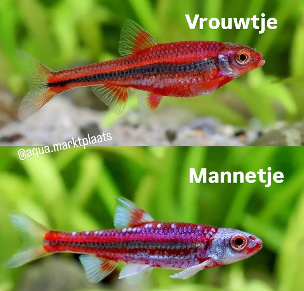 aquarium vissen! Elrits goudvis guppen tetras windes mollys, Dieren en Toebehoren, Vis, Zoetwatervis, Schoolvis