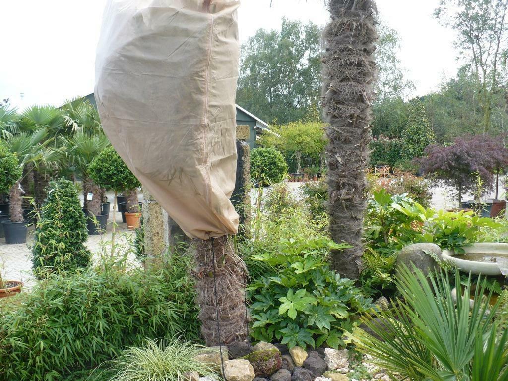 Vliesdoek winterbescherming voor olijfbomen en palmbomen, Ophalen of Verzenden, Winter, In pot, 100 tot 250 cm