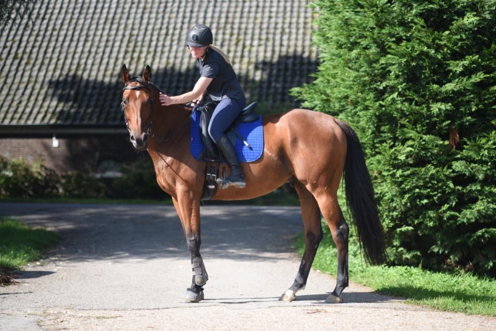 zadelmak maken / gedragstraining / in balans trainen, Gedragstraining