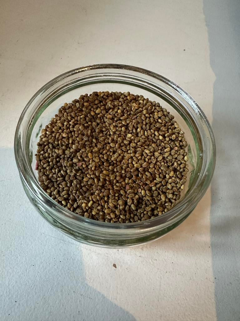Sumak Zaden voor een Mooie Tuin, Ophalen, Gehele jaar, Volle zon, Zaad