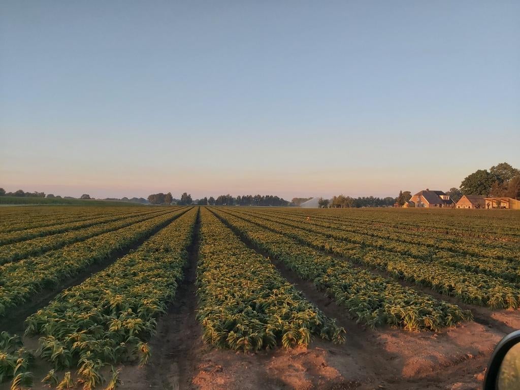 Landbouwgrond te huur gezocht voor de teelt van lelies!, Zakelijke goederen, Agrarisch | Agrarisch Onroerend goed, Ophalen of Verzenden