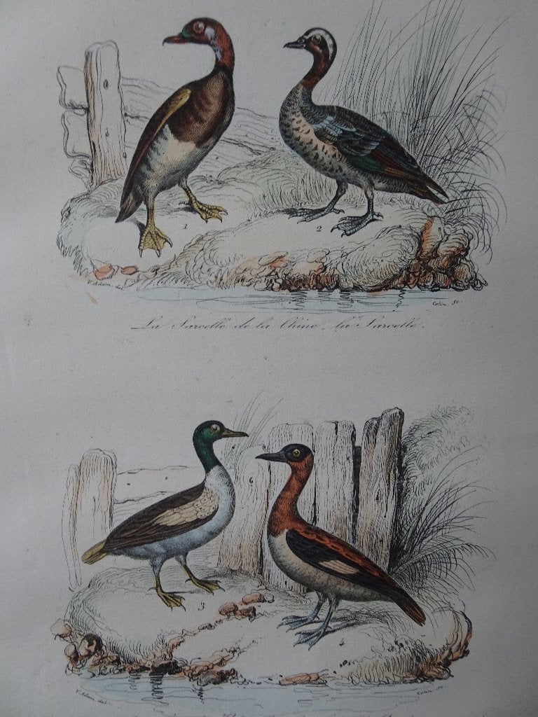 Litho kleur vogels Taling, Colin 1841, Origineel, Ophalen of Verzenden, Dieren en Natuur, Lithografie