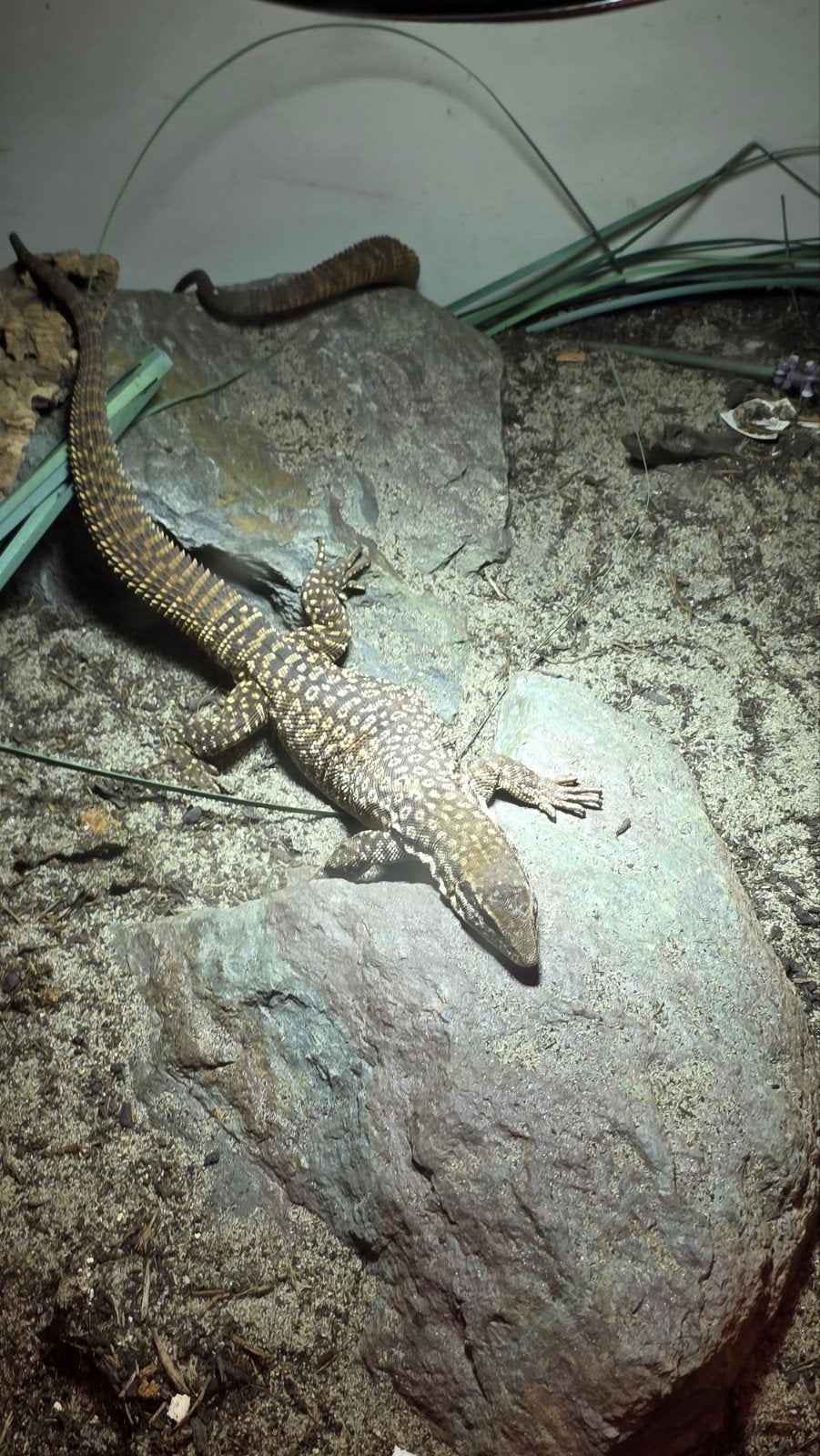 Varanus Acanthurus  5x inclusief Terrarium Monitor Lizard photo 5