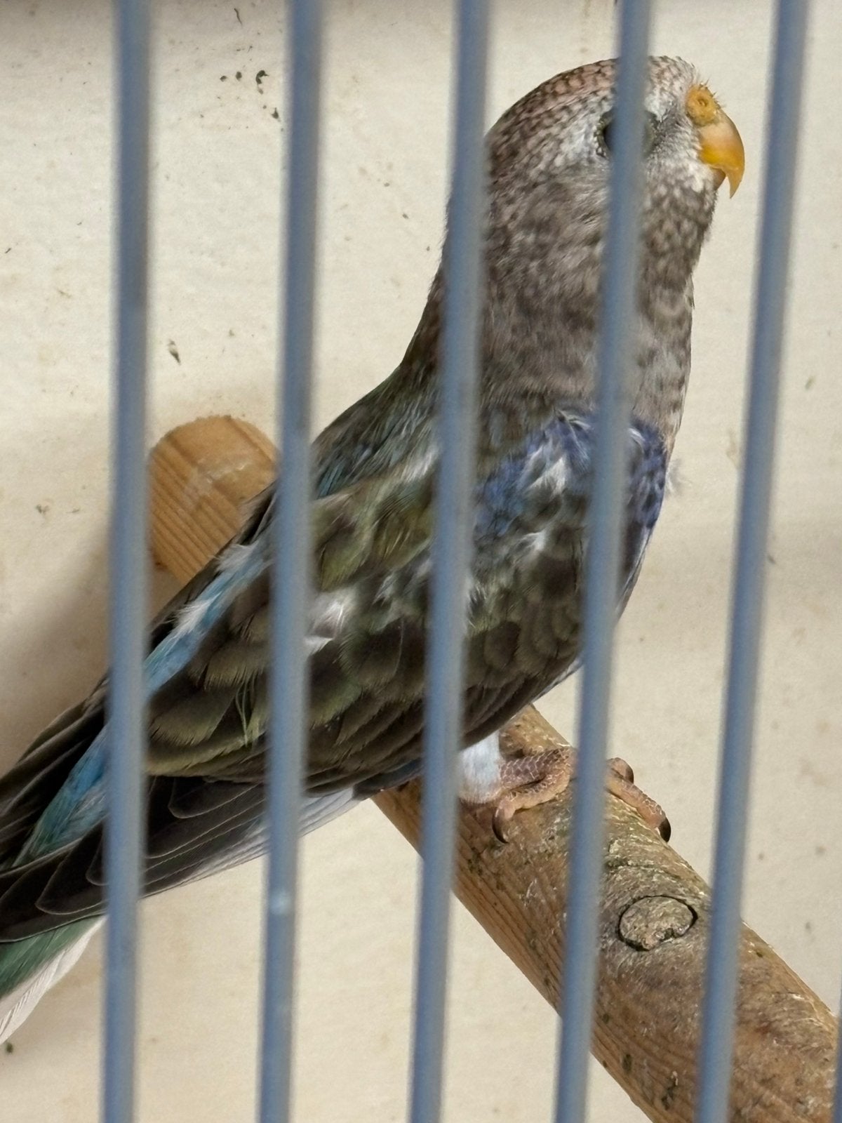 Bourke blauw, Meerdere dieren, Parkiet, Geringd