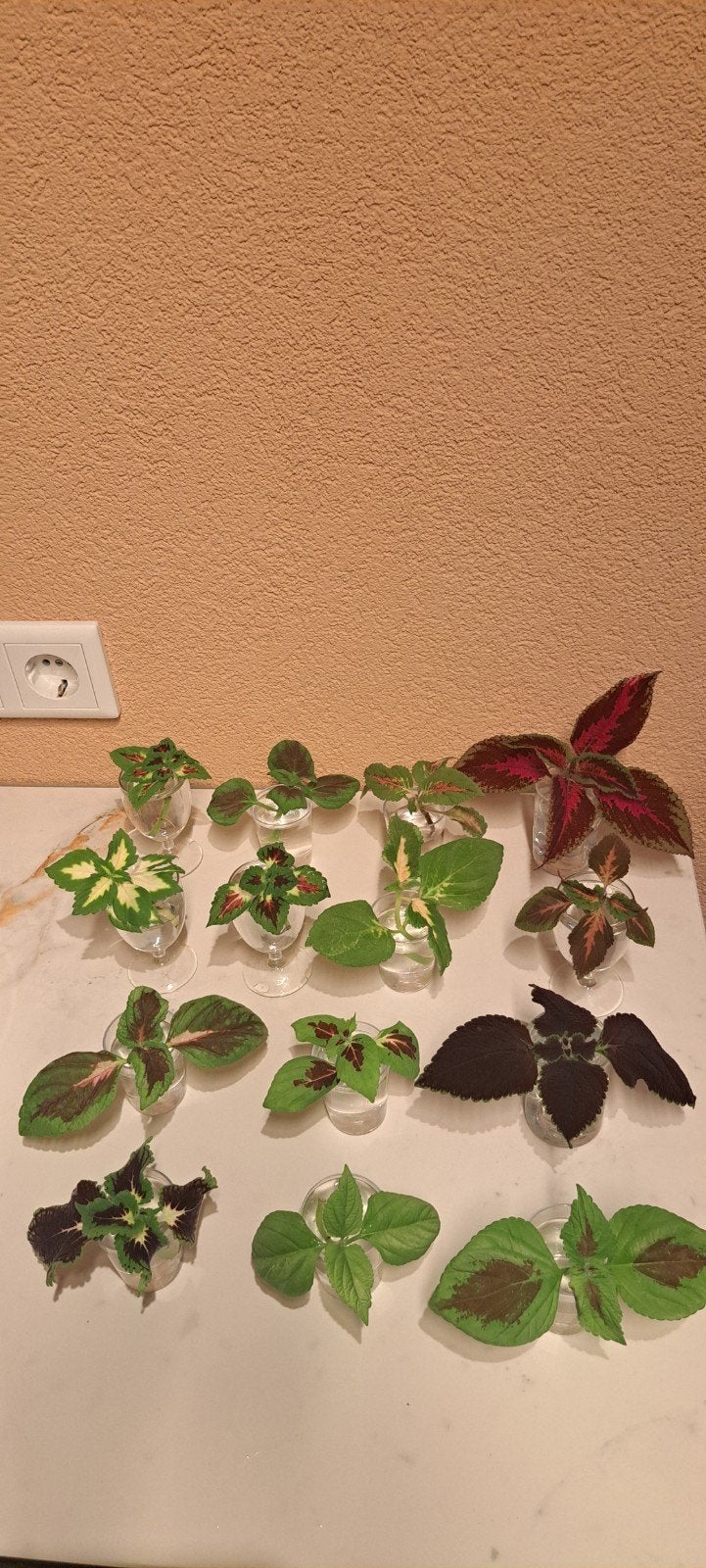 Coleus stekjesbox (siernetels), 14 verschillende kleuren., Huis en Inrichting, Bloeiende kamerplant, Ophalen of Verzenden, Halfschaduw